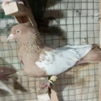 سینه زرد نر بندی