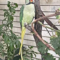 حیوانات گمشده|حیوانات|کرمانشاه, |دیوار