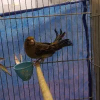 قناری های مست|پرنده|ملایر, |دیوار