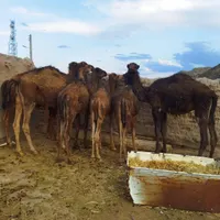 بلبون رضاآباد|حیوانات مزرعه|سبزوار, باهنر|دیوار