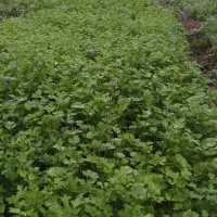 سبزی سرخ کردنی