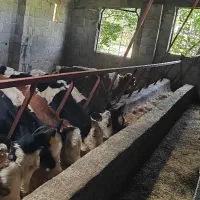 گوساله سیمینتال نقدی ومعاوضه باگاوبالای ۲۰ لیترشیر
