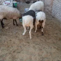 میش و بره|حیوانات مزرعه|یزد, |دیوار