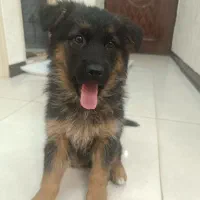 ژرمن شپرد شیبدار مو بلند کینگ بدون ریزش مو...|سگ|پاکدشت, پاکدشت (مامازند)|دیوار