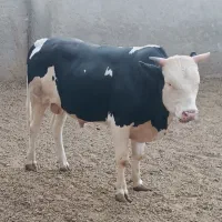 گوساله‌‌چاق‌سیمینتال‌وبومی