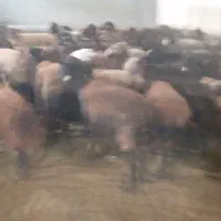 فروش میش همو هترو