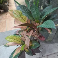 گل رنگارنگ|گل و گیاه طبیعی|کرمانشاه, |دیوار