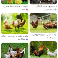 مرغ‌‌وخروس