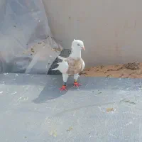 نرماده طوقی آجری