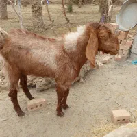 پیشکاباد|حیوانات مزرعه|کلاتان, |دیوار