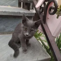 گربه
