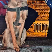 سگ مالینیوز