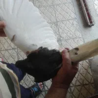 با سلام یک جف شهری گل زرد|پرنده|شیراز, کوزه گری|دیوار
