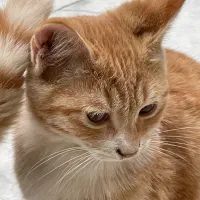 واگذاری بچه گربه نارنجی