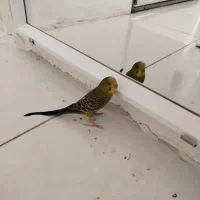 یک عدد مرغ عشق سالم