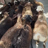 بره از ده میلیون به بالا پرداخت درب منزل زنده