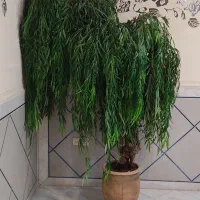 درختچه مصنوعی(بید مجنون)