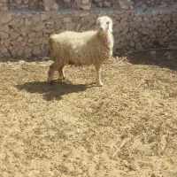 شیشک۲۵ و تیشتر۱۸|حیوانات مزرعه|ارم, |دیوار