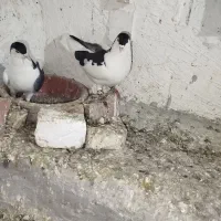 جفت چپ روتخم معاوضه|پرنده|کرمان, |دیوار