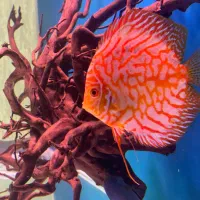 دیسکس ۴ عدد مولد|ماهی|تبریز, |دیوار