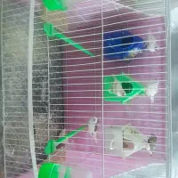 ۳جفت فنچ|پرنده|مشهد, شهید شهریاری|دیوار