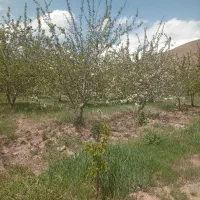 فروش سهم حق  آبه چاه عمیق دیزج بطچی