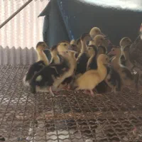 اردک خارجی اردک اسراییلی سالم و سرحال