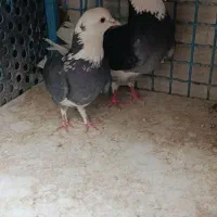 دو جفت کفتر خوب