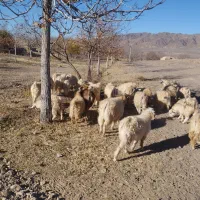 40راس گوسفند چاق فروشی نر وماده|حیوانات مزرعه|راین, |دیوار