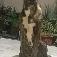 فریاد توله ۵ ماهه بچه غول خراسانی|سگ|تهران, زعفرانیه|دیوار