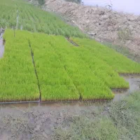 بذر فجر و ندا