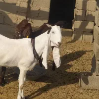 بزگلابی اصل|حیوانات مزرعه|ایرانشهر, |دیوار