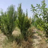 باغچه  اسلامشهر|فروش زمین و ملک کلنگی|اسلام‌شهر, کاشانک|دیوار