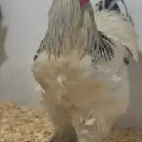 خروس برهما لایت جوان