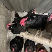 فروش خروس گلین