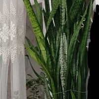 گل بزرگ شاداب سانسوریا