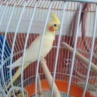 عروس هلندی لوتینو ماده