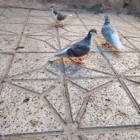 کفتر|پرنده|نیشابور, فیض آباد|دیوار