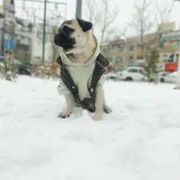 سگ نژاد پاگ نر و ماده