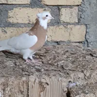 جفت طوقی زرد خالسیاه لامرد|پرنده|لامرد, |دیوار