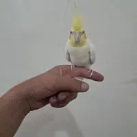 عروس هلندی لوتینودستی|پرنده|شهرکرد, |دیوار