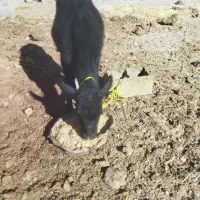 گوساله نر داشتی|حیوانات مزرعه|خانمیرزا, |دیوار