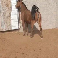 اسب مادیان کرد شجره دار