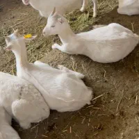 بزغاله نر سانن