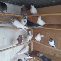 کبوتر پلاکی رسمی وطوقی وپلاس