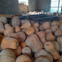 کدو حلوایی درجه یک