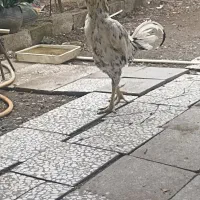 خروس لار با اصل ونصب