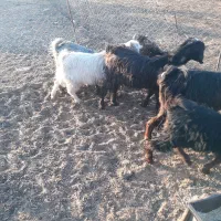 حراج|حراج|نهاوند, |دیوار