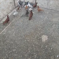 کبوتر|پرنده|تاکستان, |دیوار