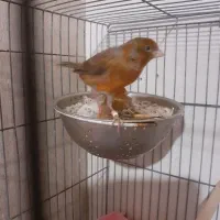 یک جفت قناری مولدبا دوتا تخم